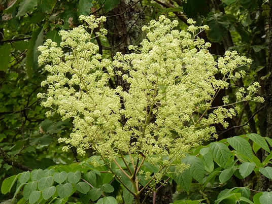 {Aralia spinosa}
